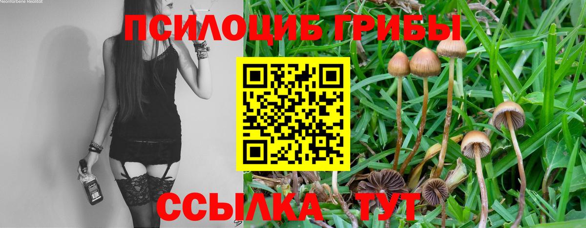 Сургут  Галлюциногенные грибы Cubensis  Вход с VPN 